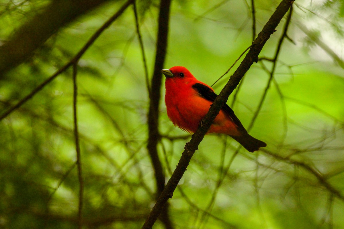Scarlet Tanager - ML650031099