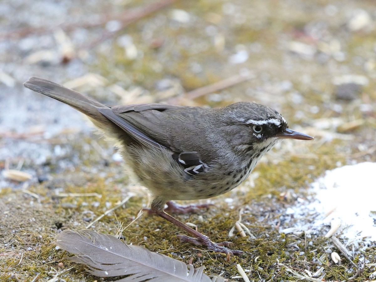 Spotted Scrubwren - ML650031533
