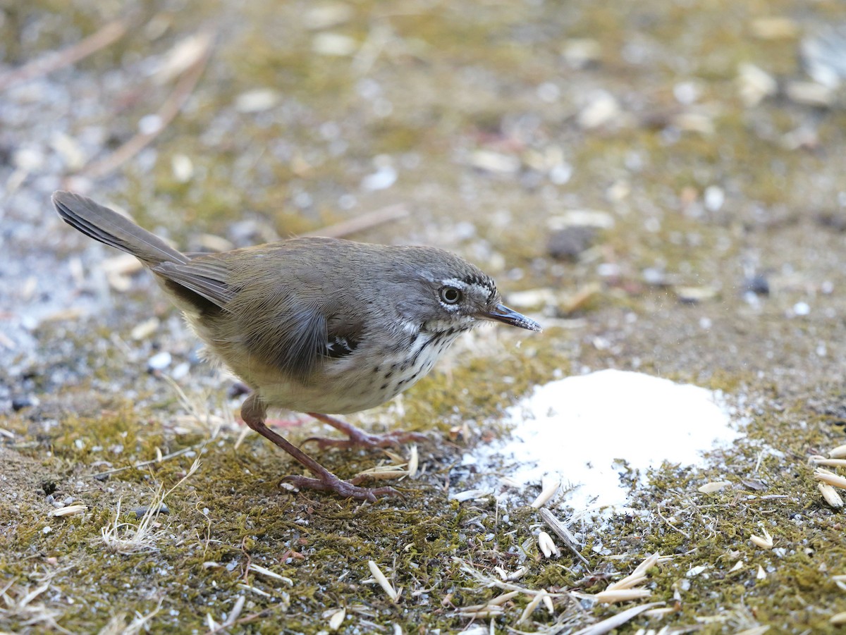 Spotted Scrubwren - ML650031534