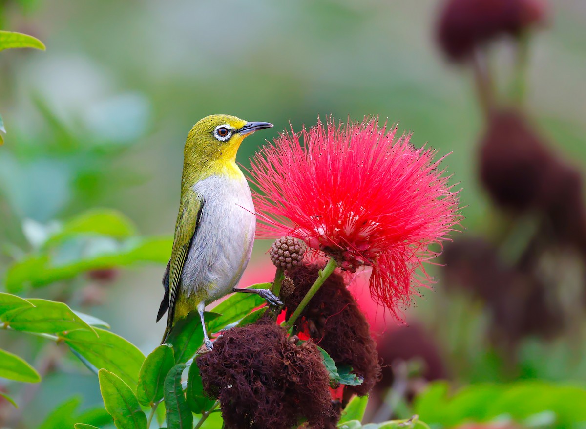 ML650032359 - Swinhoe's White-eye - Macaulay Library