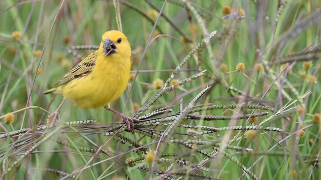 Parasitic Weaver - ML650032442