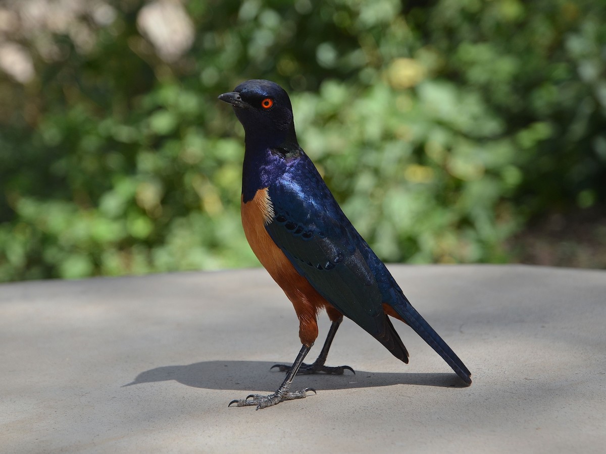 Hildebrandt's Starling - ML650032911