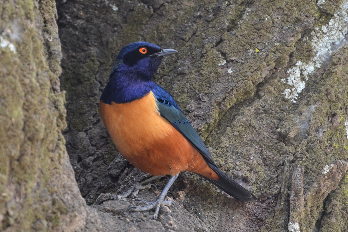 Hildebrandt's Starling - ML650033103