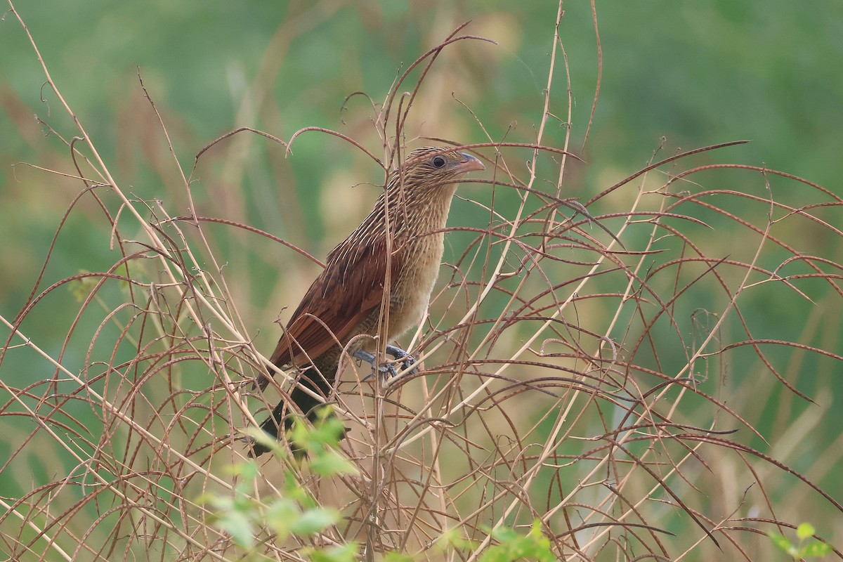 Cucal Bengalí - ML650033170