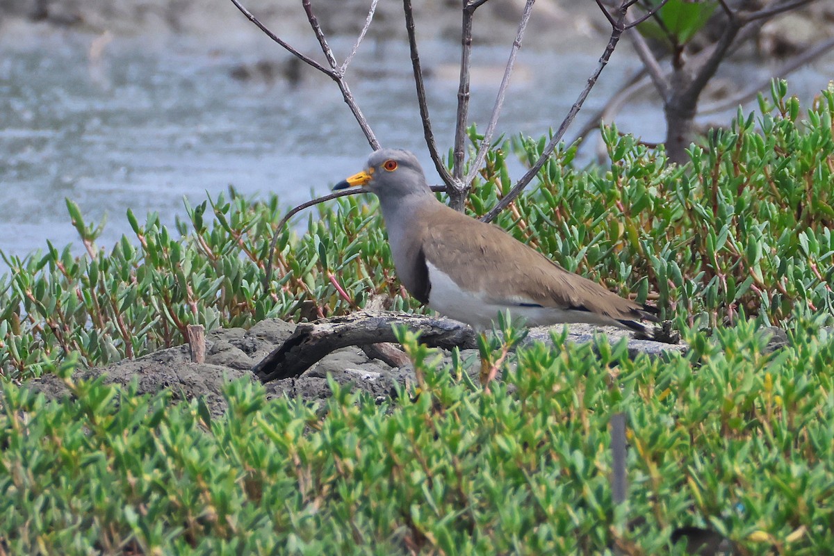 Avefría Ceniza - ML650033200