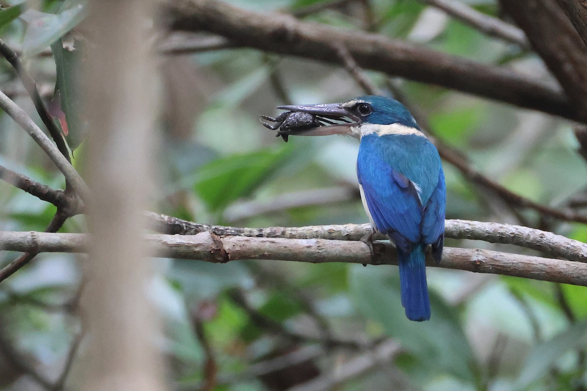 Alción Acollarado - ML650033227