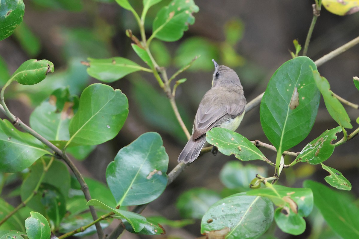 Gerigón Sulfúreo - ML650033254