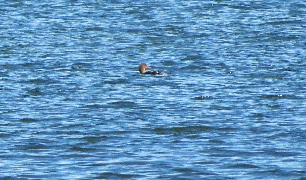 Serreta Mediana - ML650033601