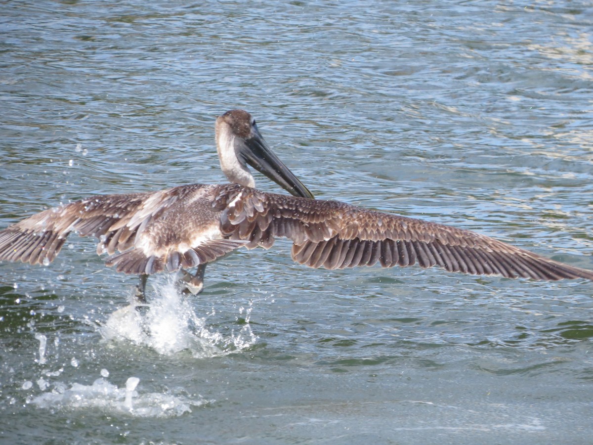 Pelícano Pardo - ML650033610