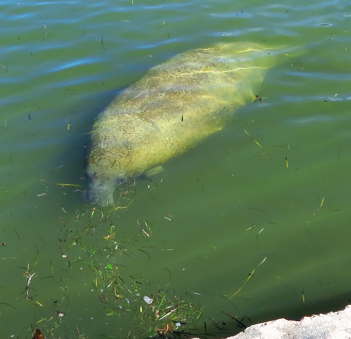 Manatí del Caribe - ML650033644