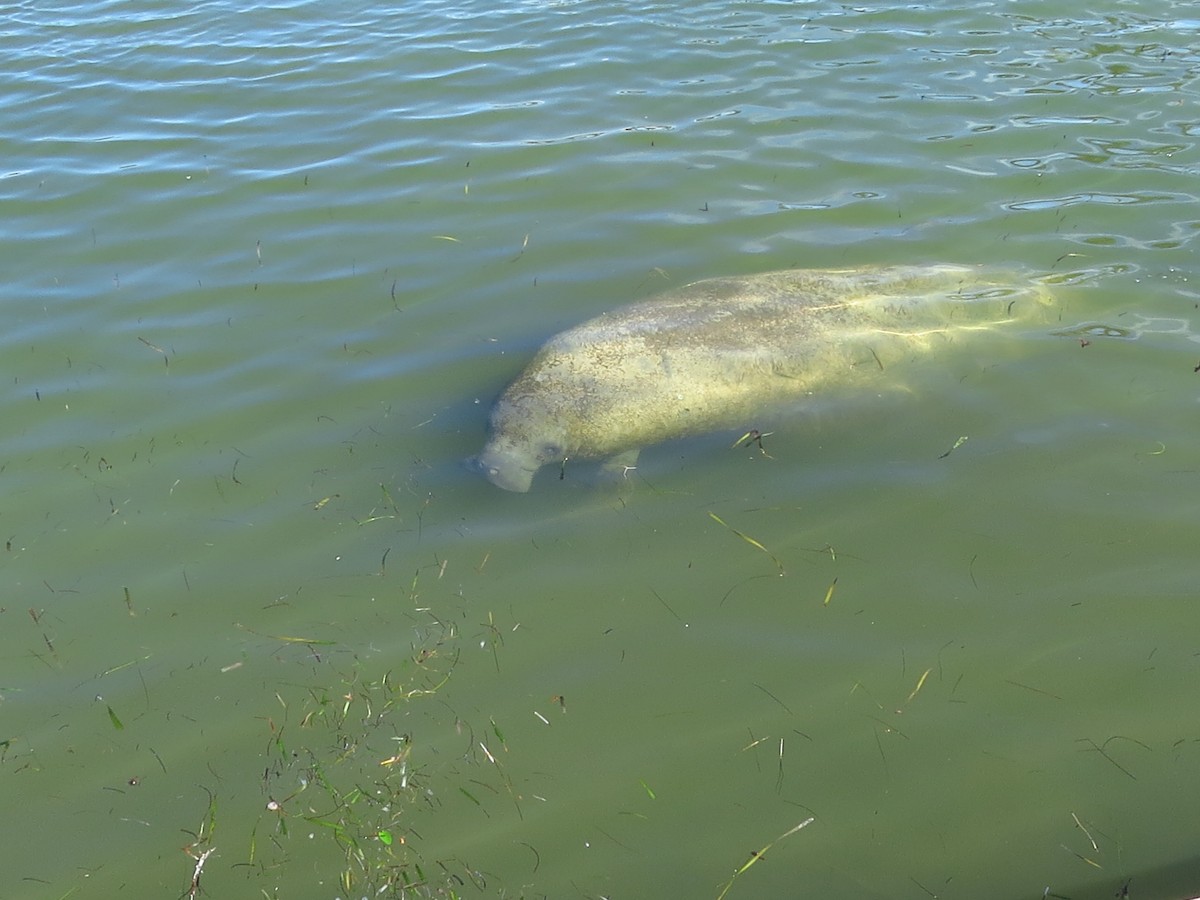 Manatí del Caribe - ML650033645