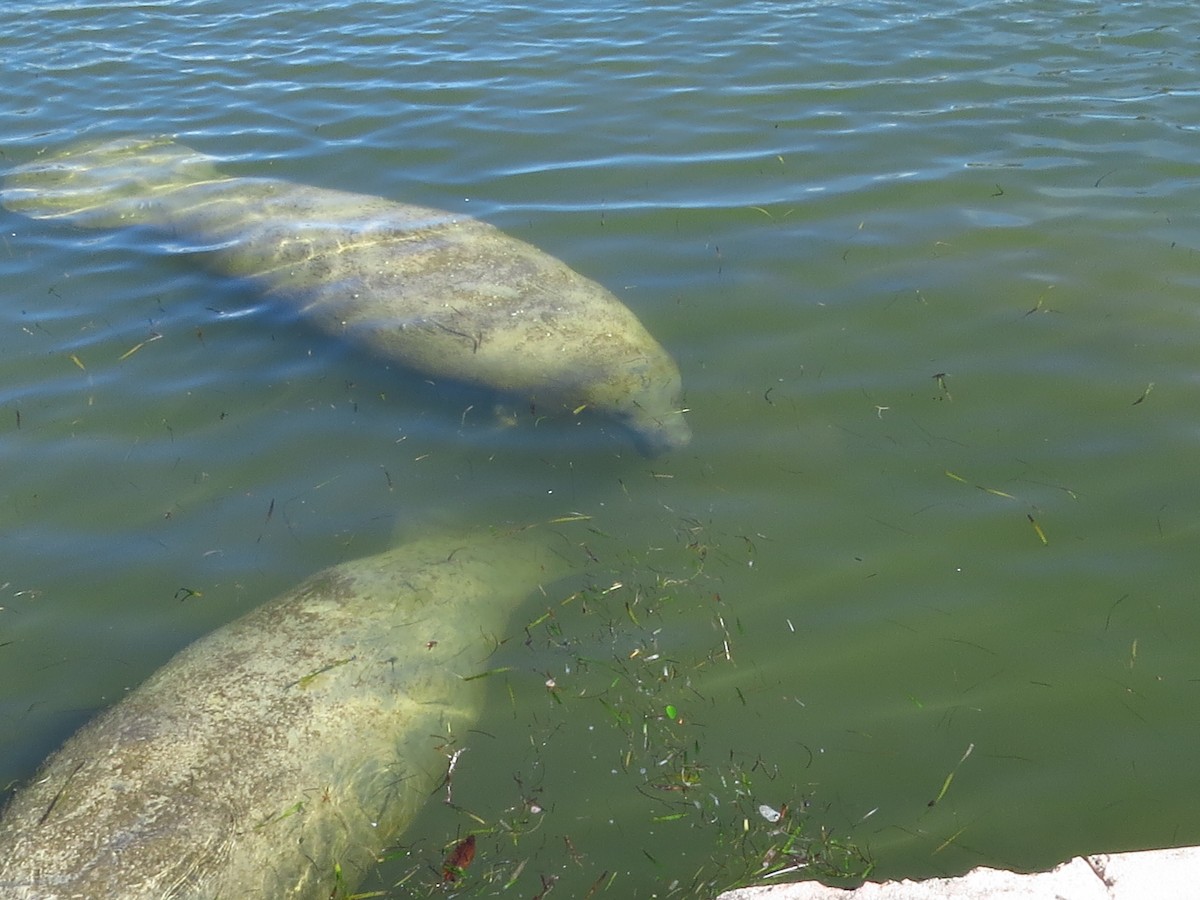 Manatí del Caribe - ML650033647