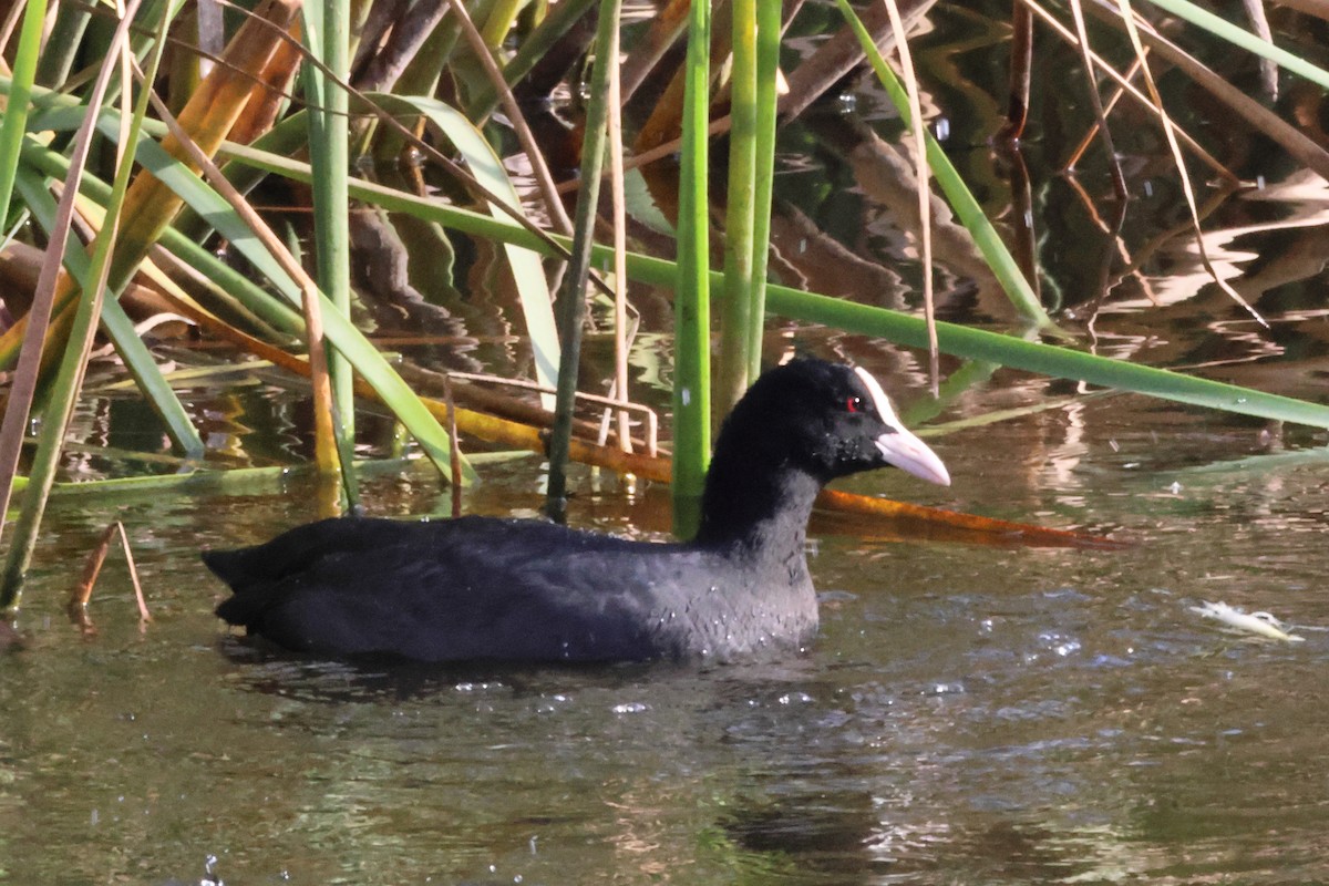 Лысуха - ML650034597