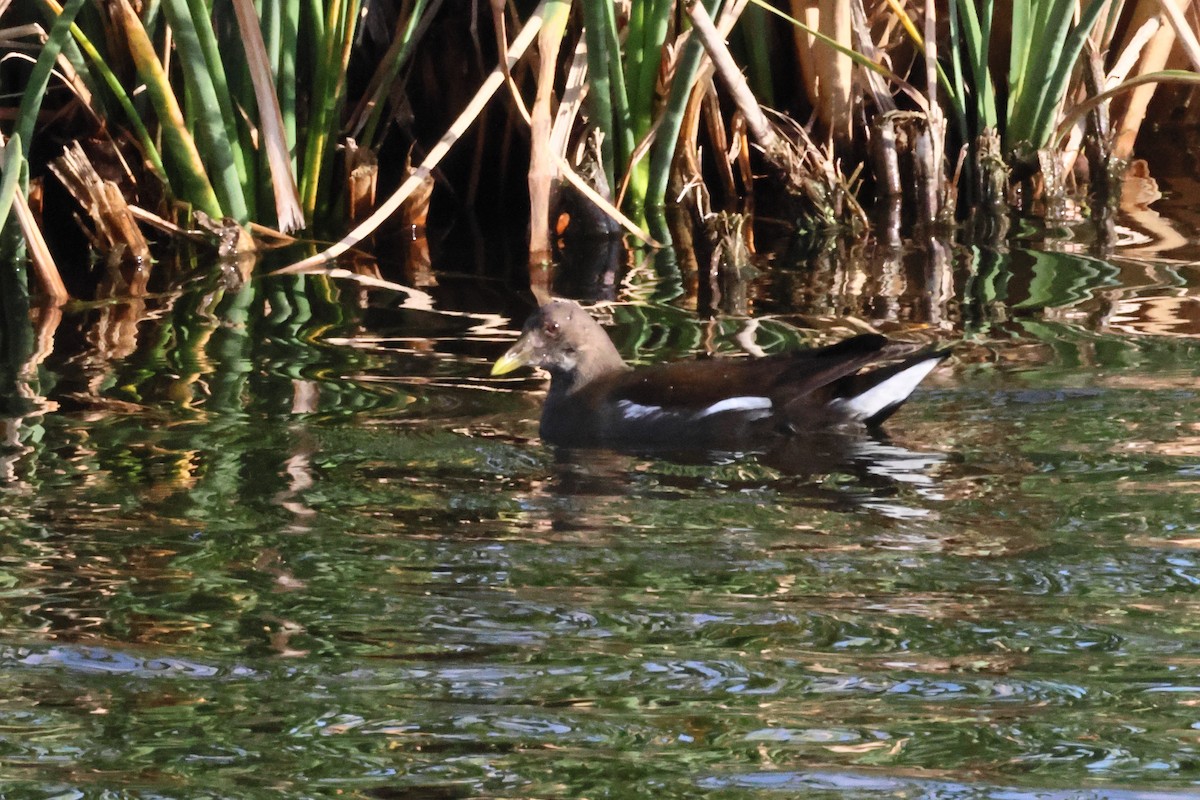 Камышница - ML650034677