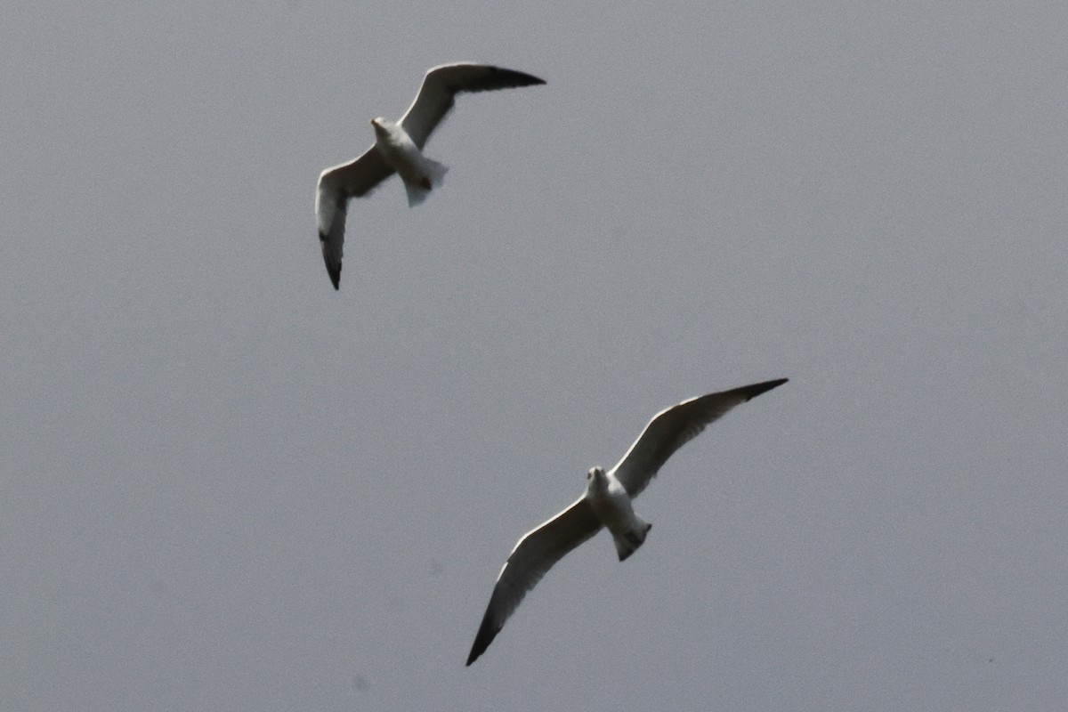 Средиземноморская чайка - ML650034688