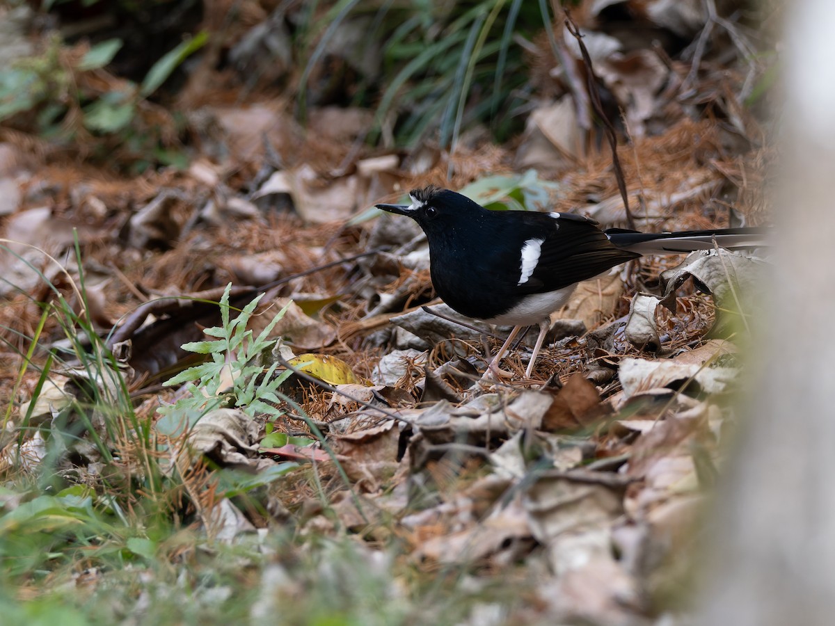 White-crowned Forktail (Northern) - ML650034691