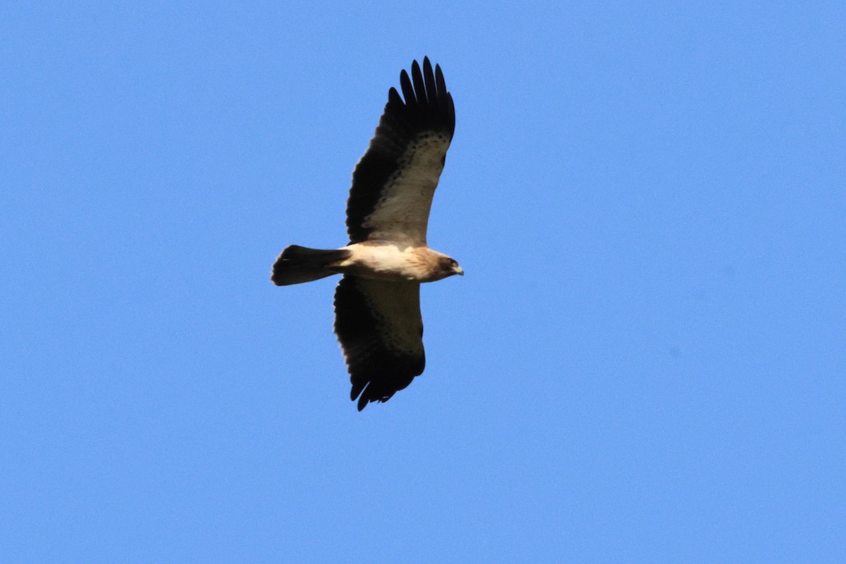 Орёл-карлик - ML650034701