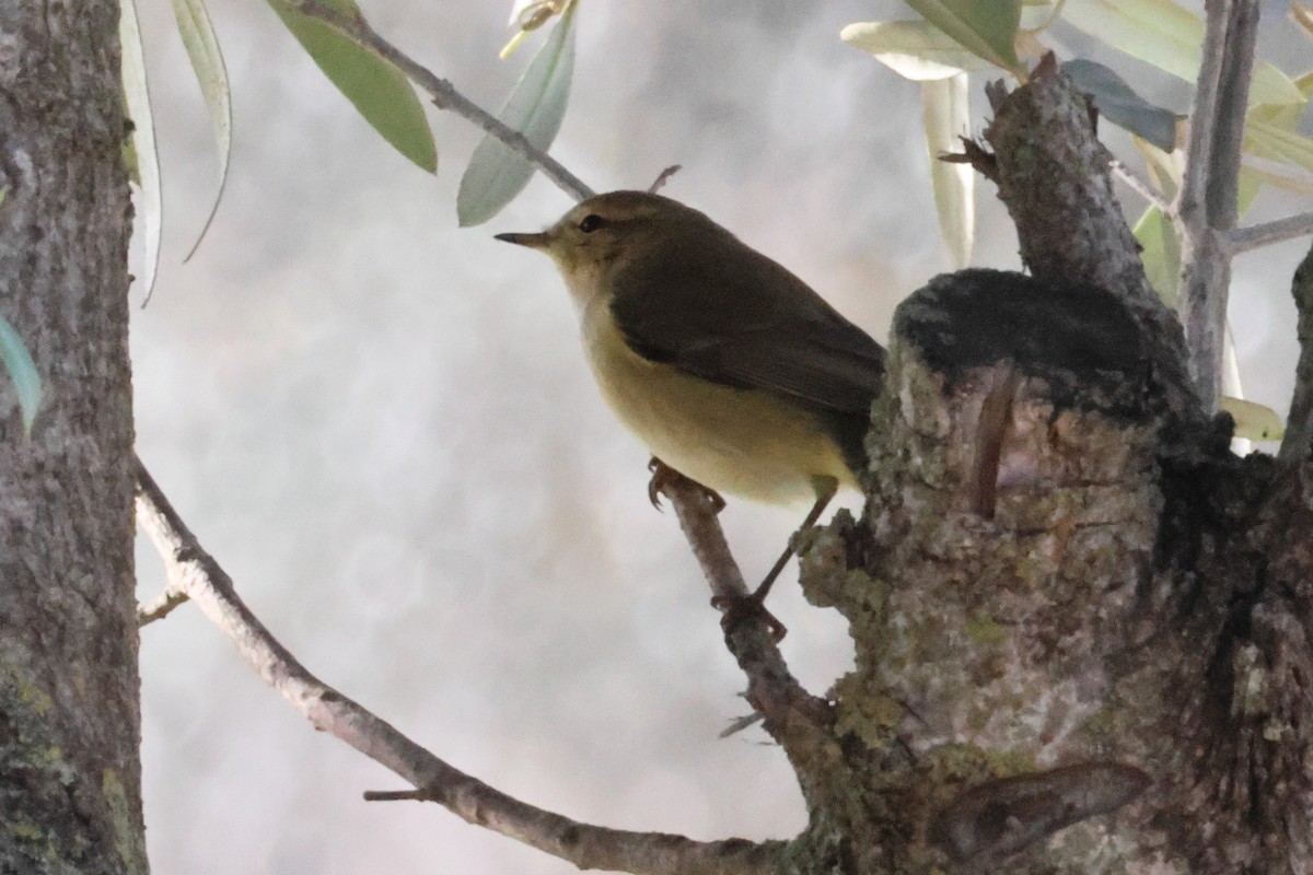 Пеночка-теньковка - ML650034710