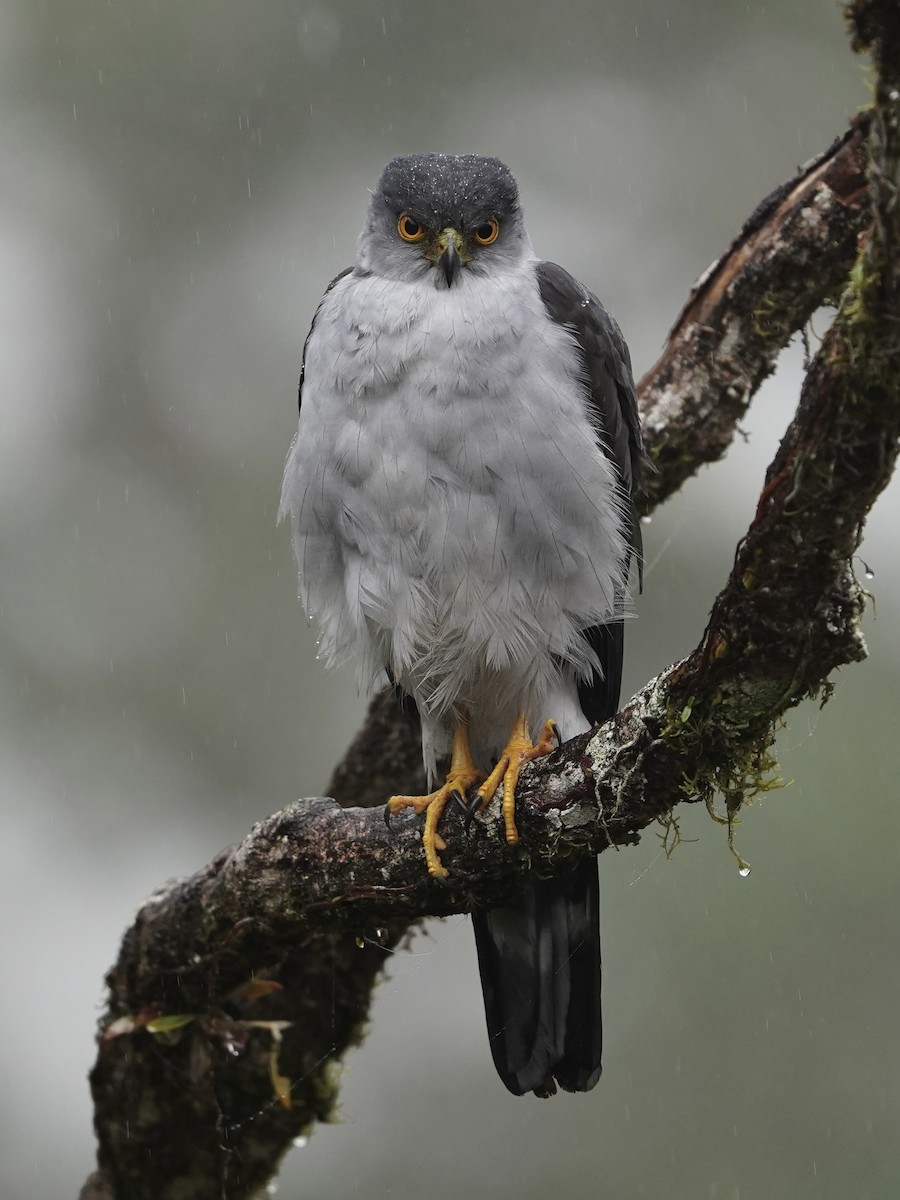 Bicolored Hawk - ML650034767