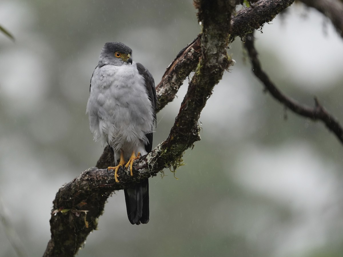 Bicolored Hawk - ML650034769