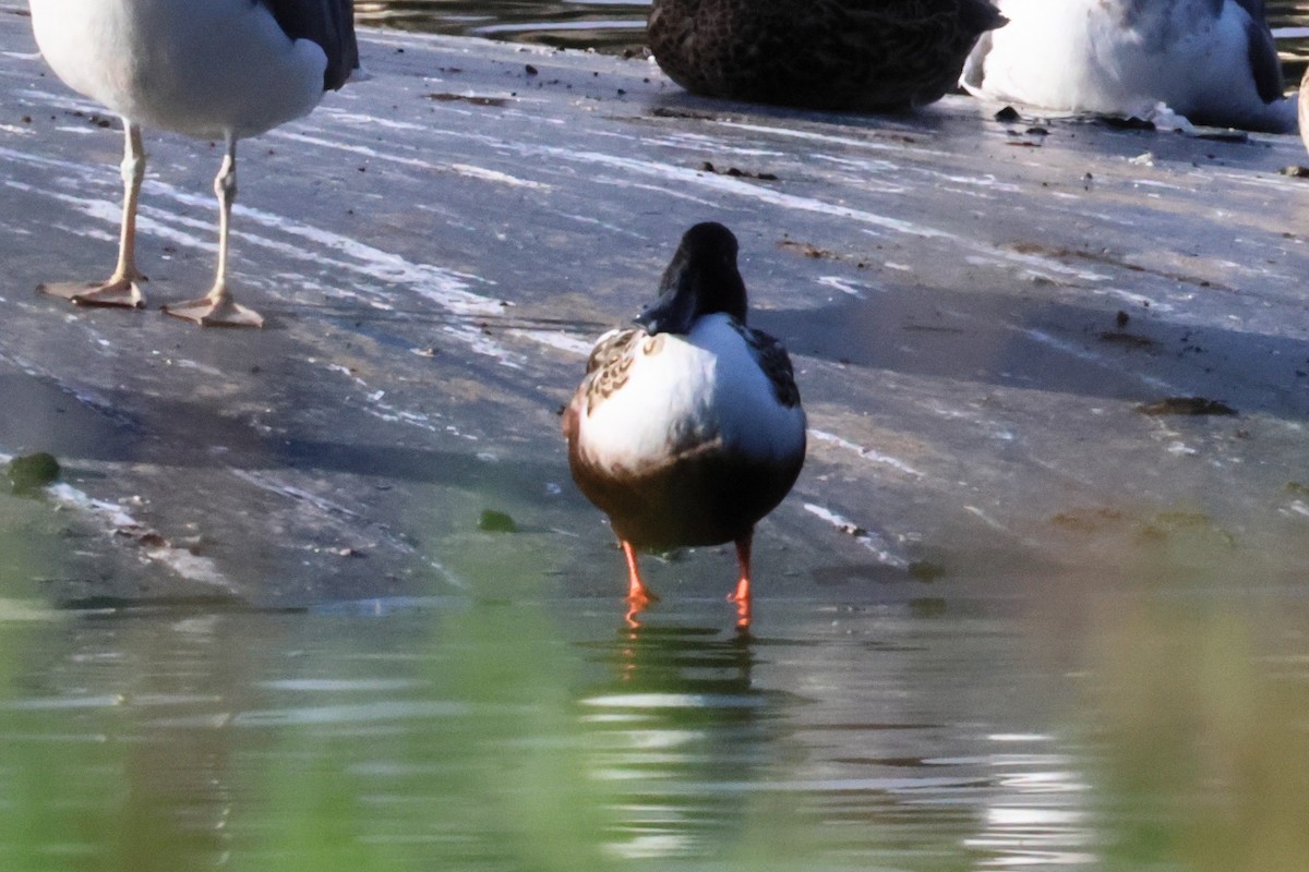 Широконоска - ML650034807