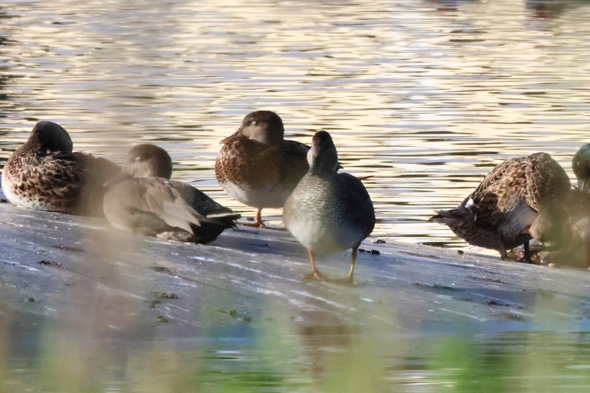 Серая утка - ML650034818