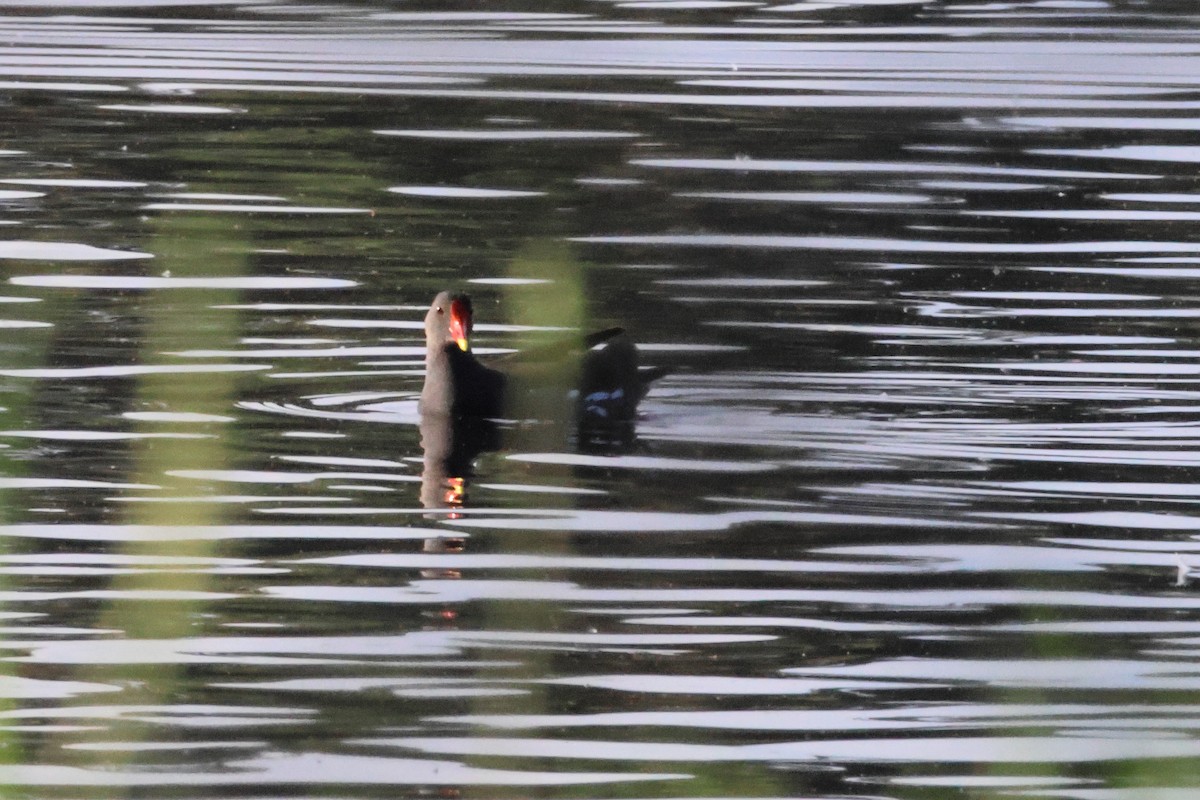 Камышница - ML650034827