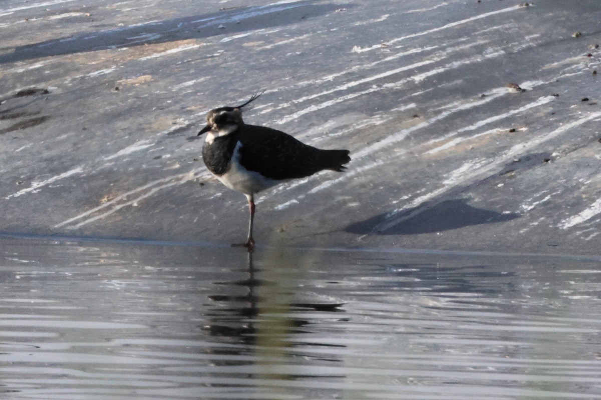 Чибис - ML650034844