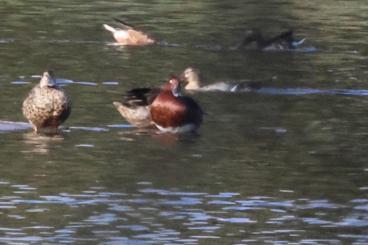 Белоглазый нырок - ML650034864