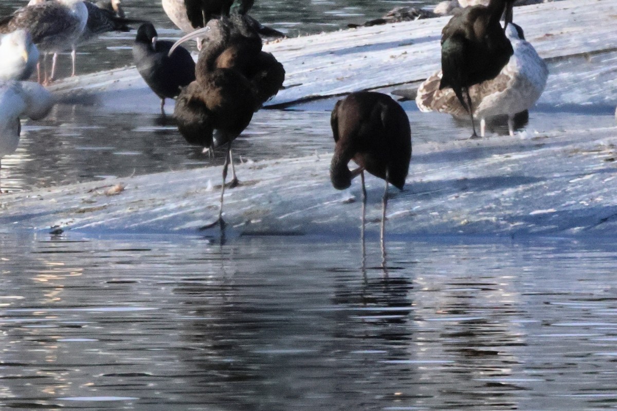 Каравайка - ML650034891