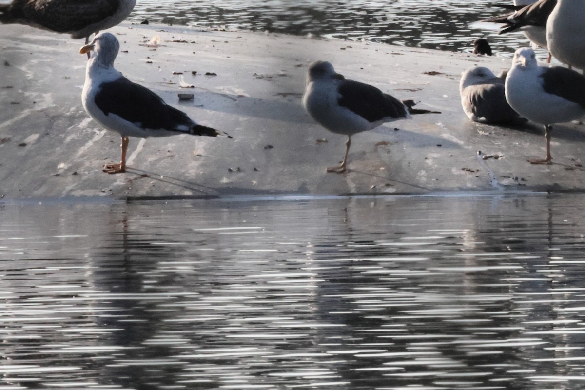 Клуша - ML650034906