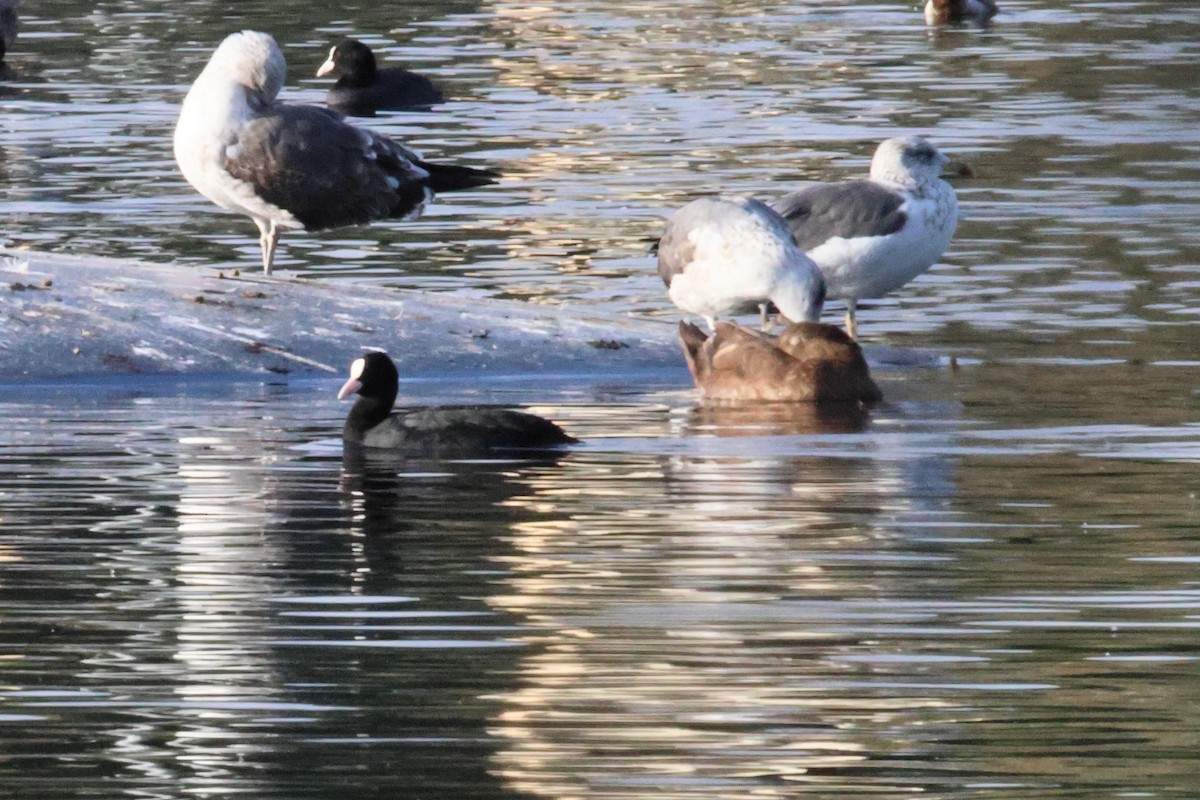 Лысуха - ML650034933