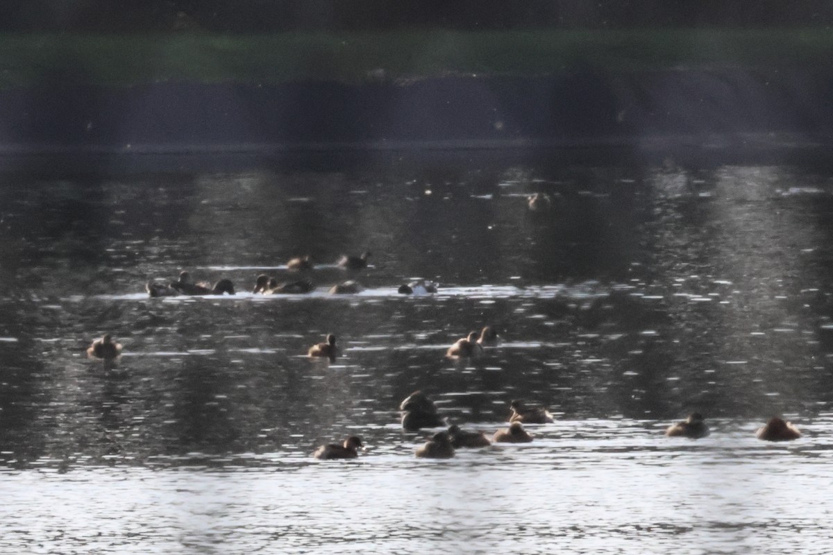 Малая поганка - ML650034961