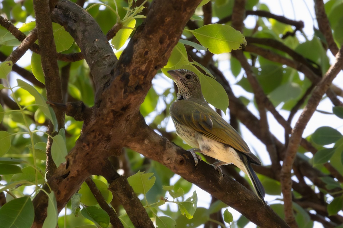 Scaly-throated Honeyguide - ML650034964