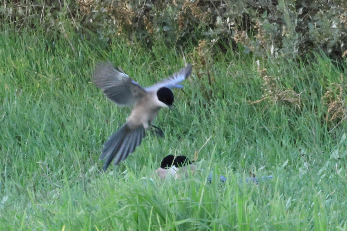 Иберийская сорока - ML650035027