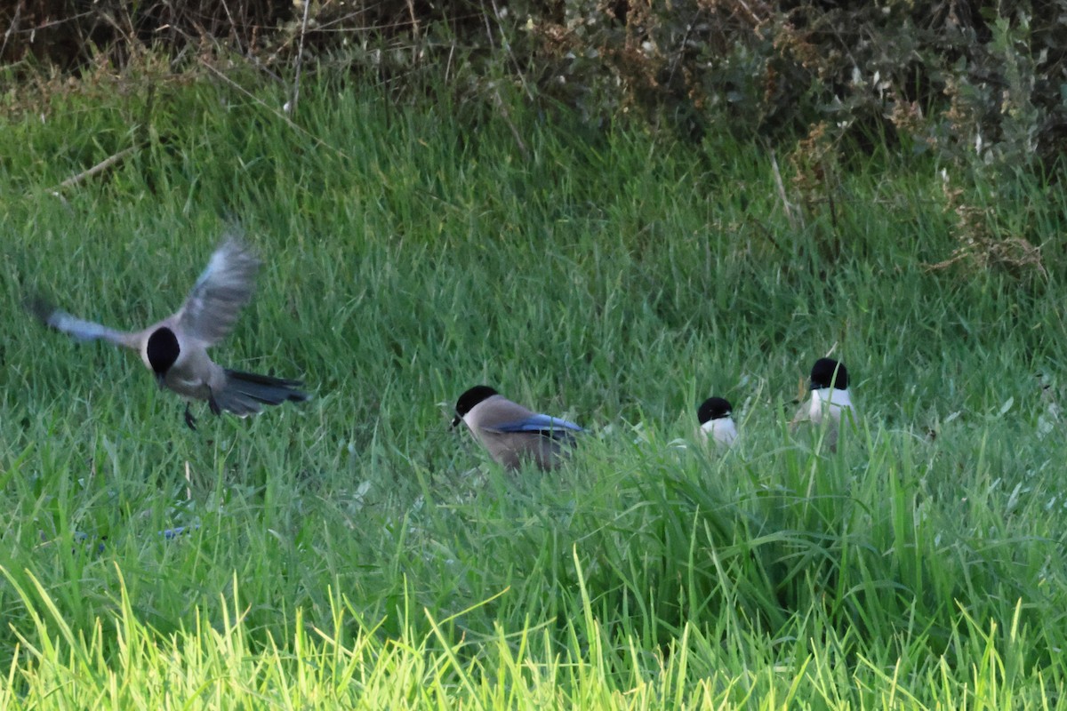 Иберийская сорока - ML650035034