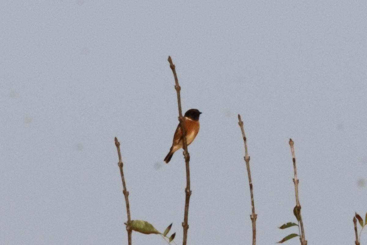 Черноголовый чекан - ML650035037