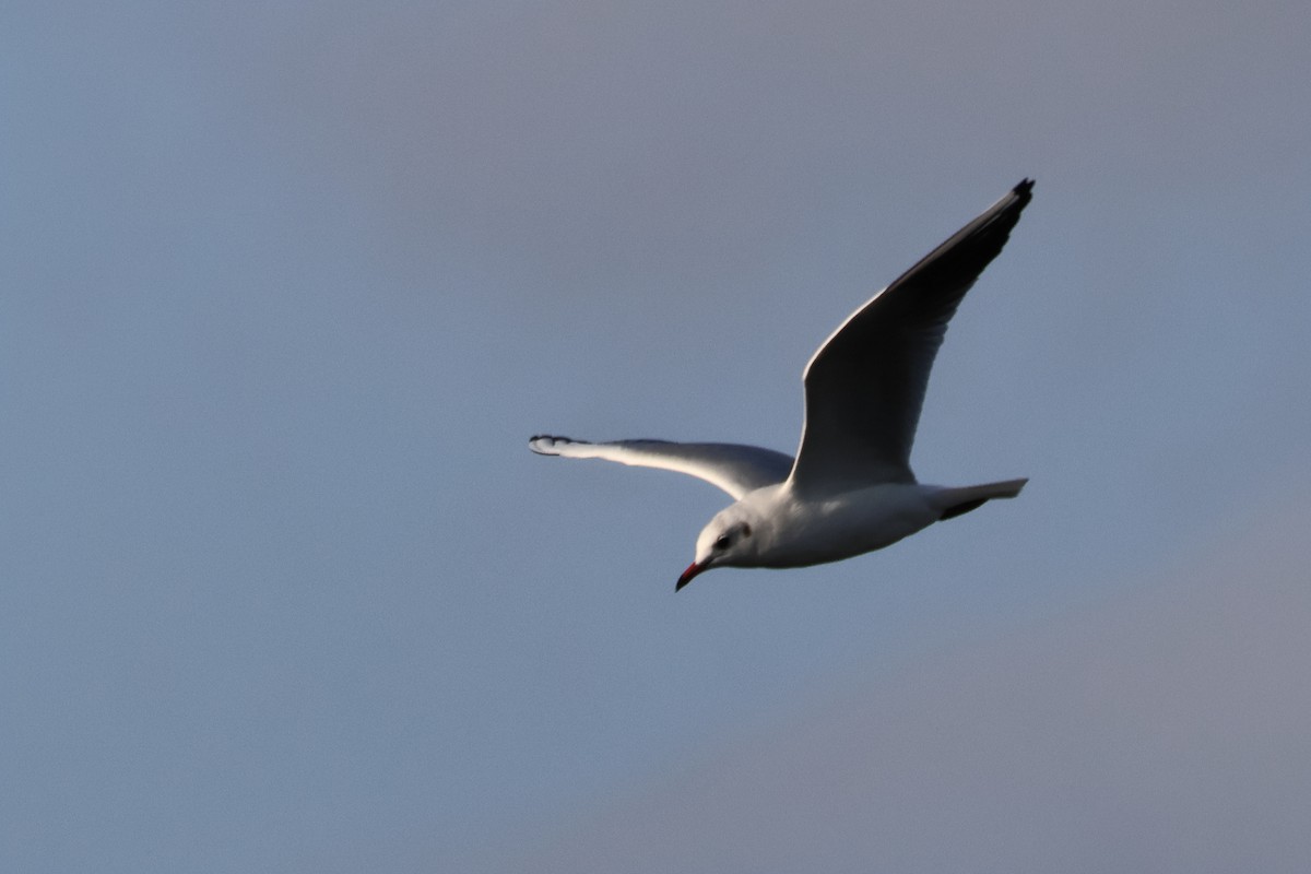 Озёрная чайка - ML650035061