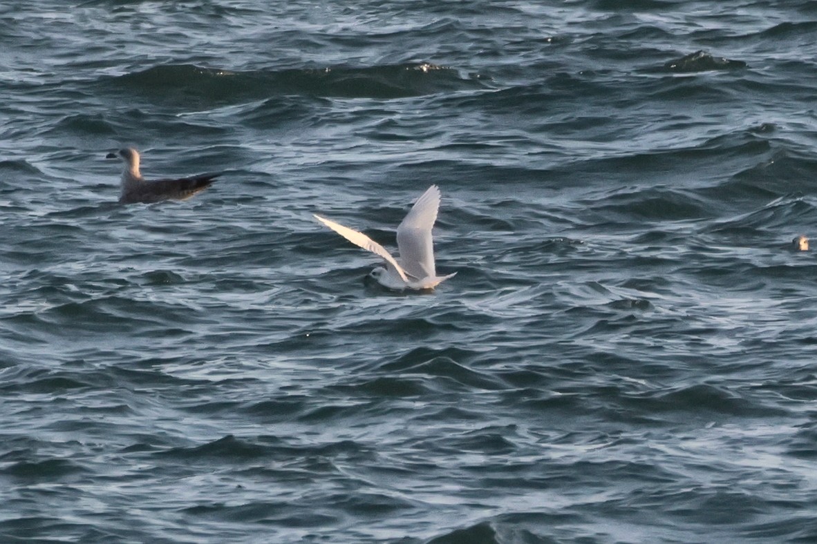 Черноголовая чайка - ML650035154