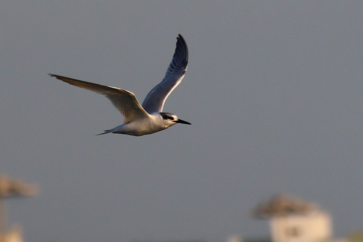 Пестроносая крачка - ML650035163