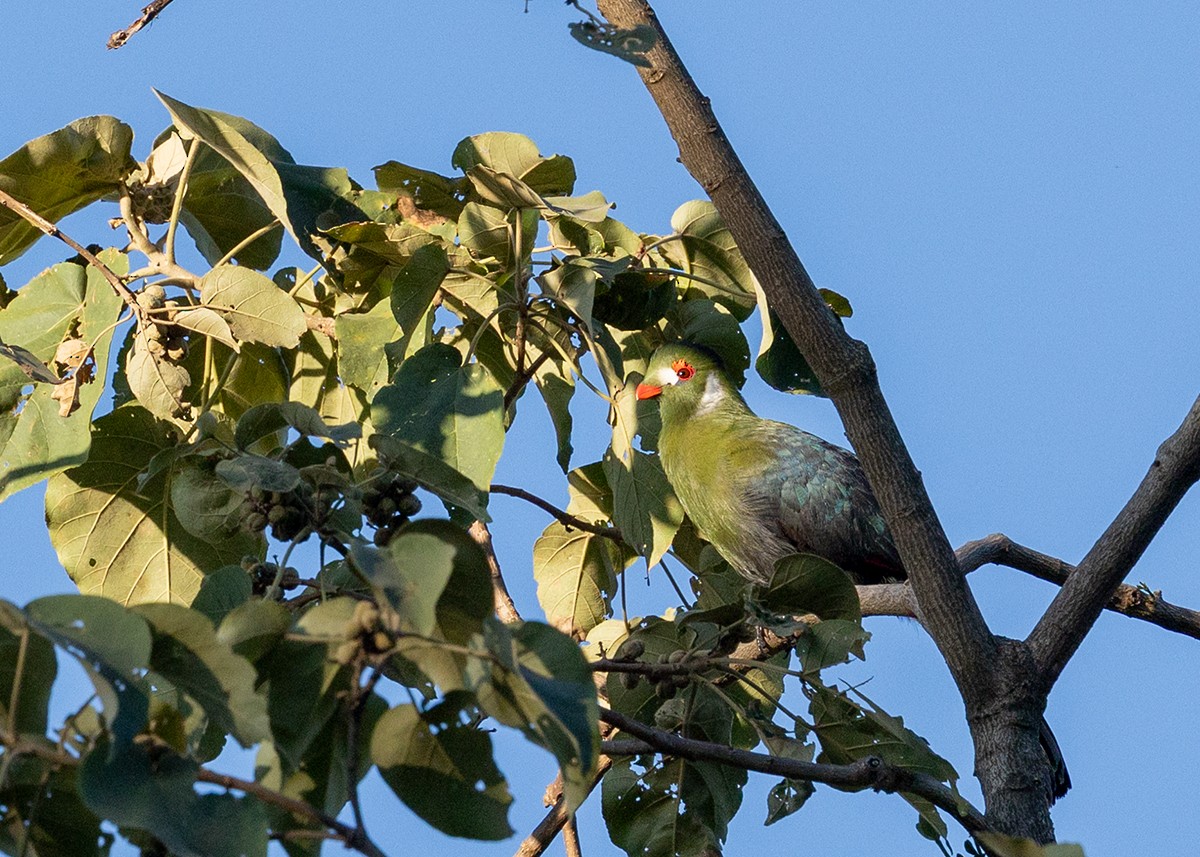 White-cheeked Turaco - ML650035266