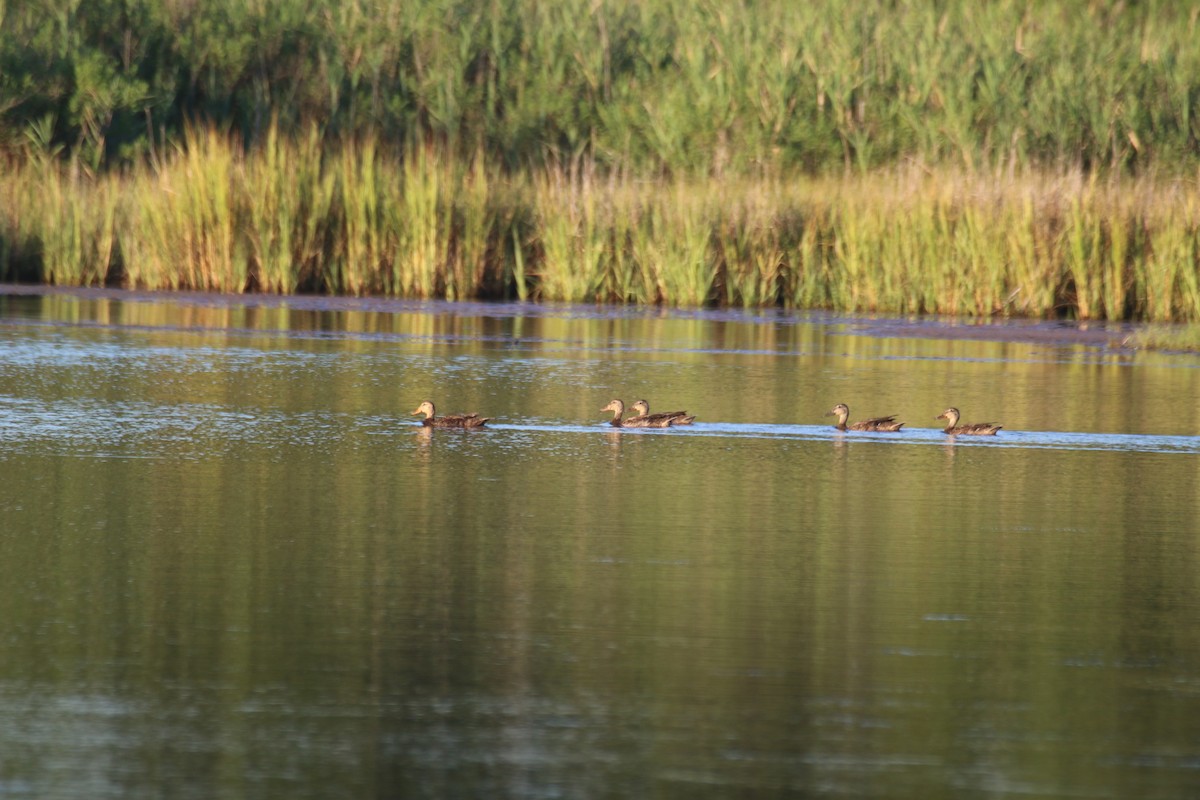 Mallard x American Black Duck (hybrid) - ML65003531