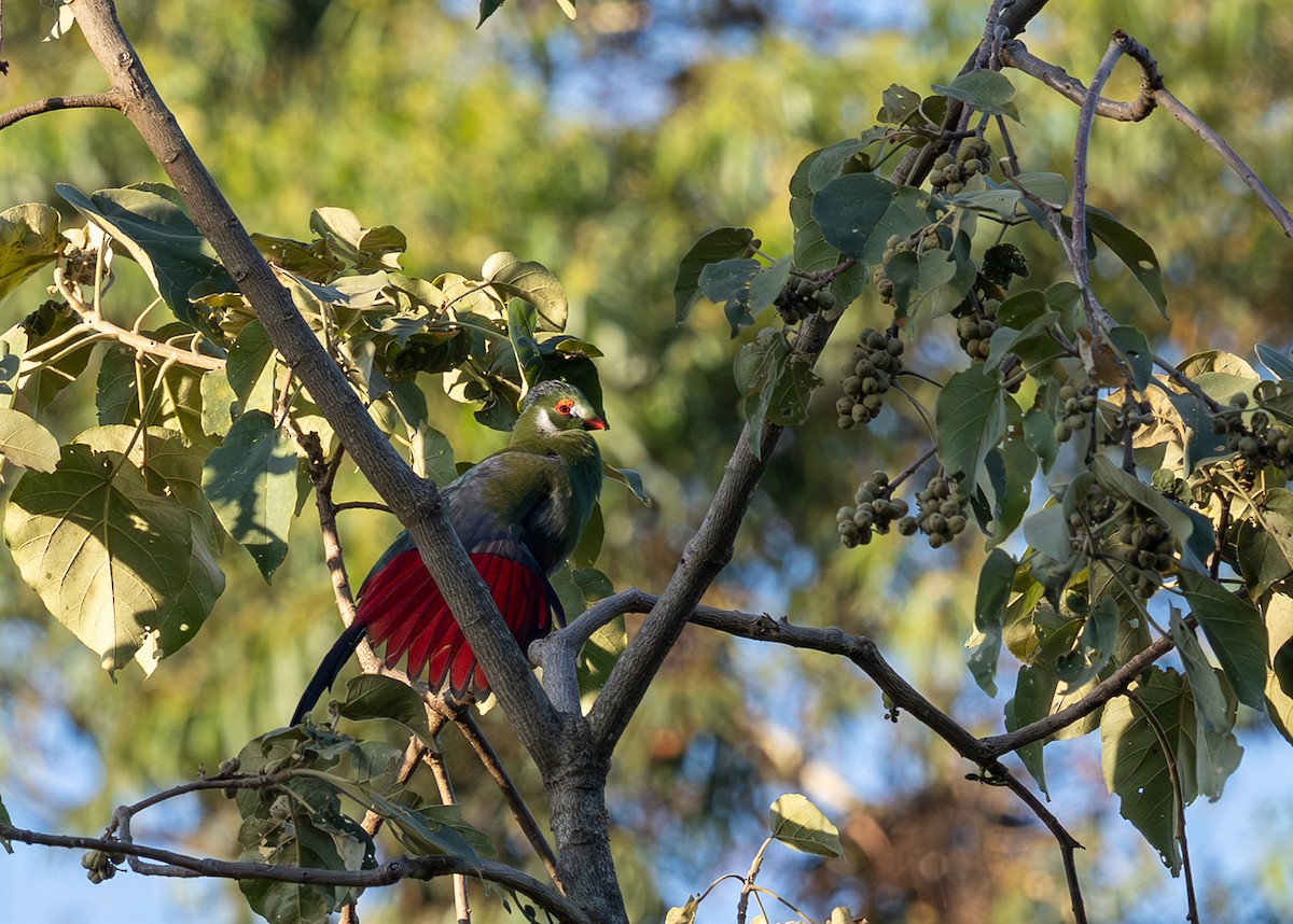 White-cheeked Turaco - ML650035471