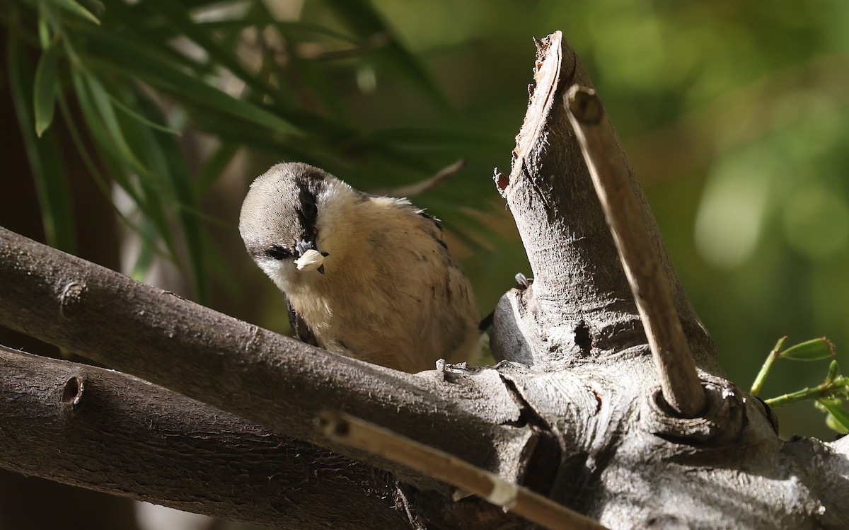 Pygmy Nuthatch - ML650035548
