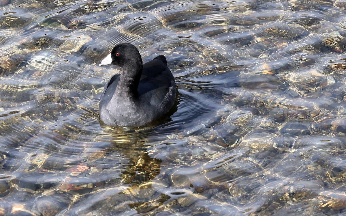 American Coot - ML650035575