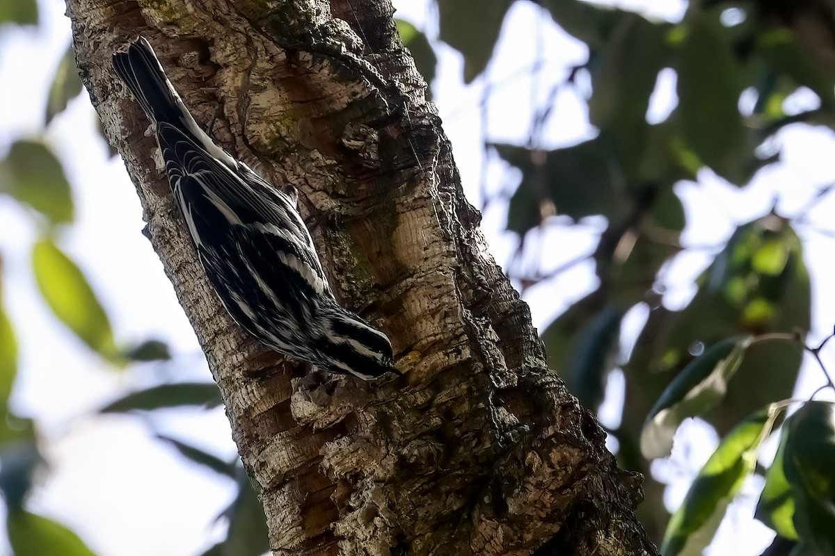 Black-and-white Warbler - ML650035661