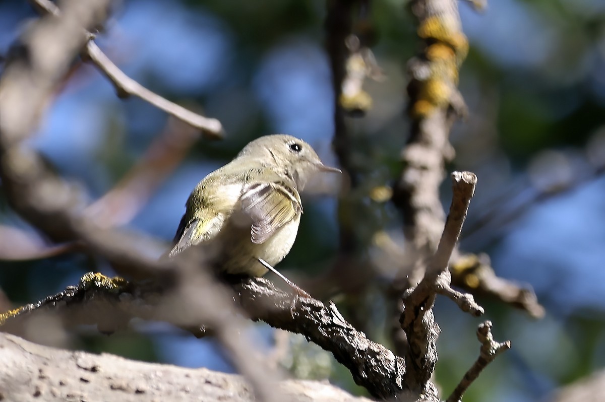 Ruby-crowned Kinglet - ML650035766
