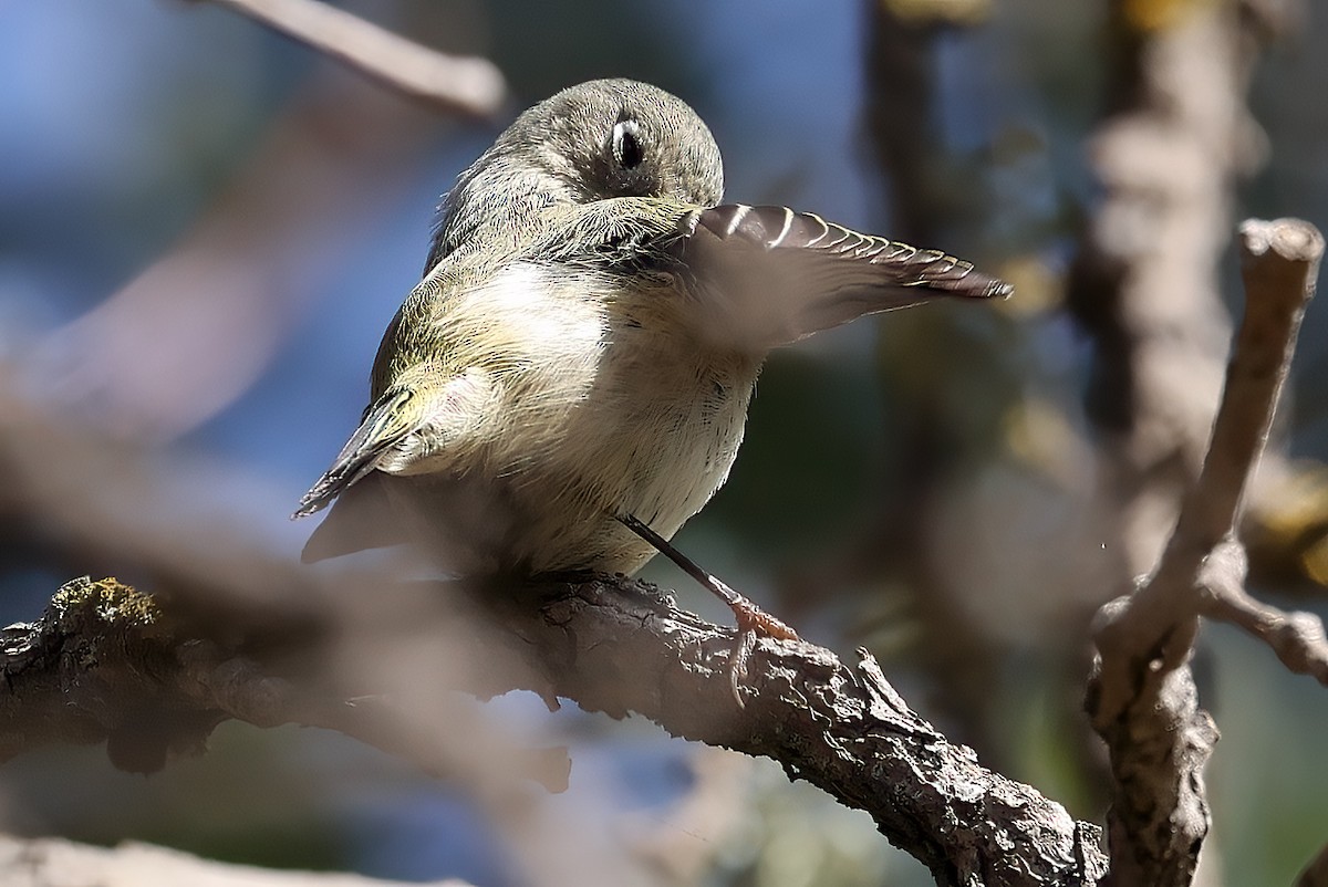 Ruby-crowned Kinglet - ML650035769