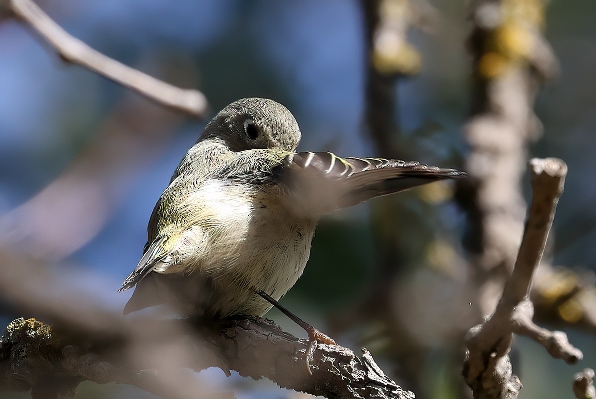 Ruby-crowned Kinglet - ML650035787