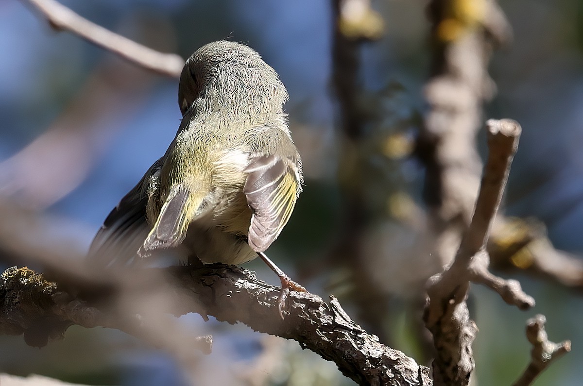 Ruby-crowned Kinglet - ML650035795